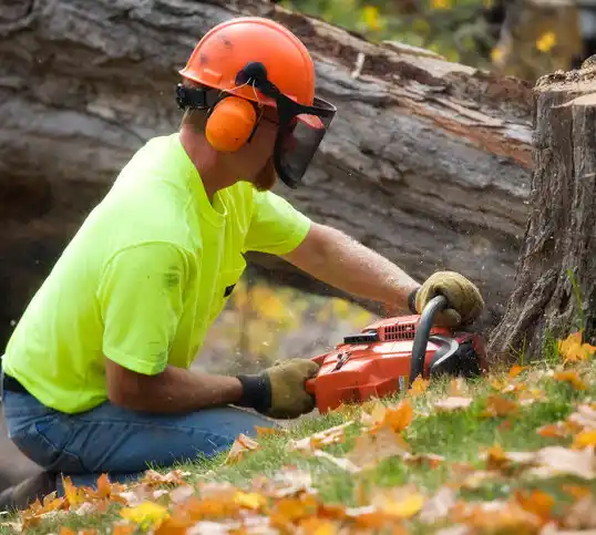 tree services Barnum